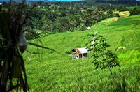 Bali 2024.05.01 Tour 4.17 Bendungan Kastala Reisterrassen 8569