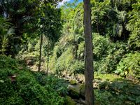 Bali 2024.05.02 Tour 5.22 Abagan Wasserfall-142547