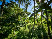 Bali 2024.05.02 Tour 5.22 Abagan Wasserfall-144246