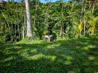 Bali 2024.05.02 Tour 5.22 Abagan Wasserfall-144716