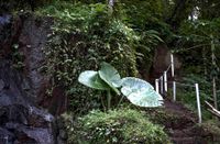 Bali 2024.05.02 Tour 5.22 Abagan Wasserfall-9962