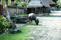 Bali Tour 6.26 Tenganan Pegeringsingan Village Uhreinwohnerdorf 1338