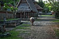 Bali Tour 6.26 Tenganan Pegeringsingan Village Uhreinwohnerdorf 1343