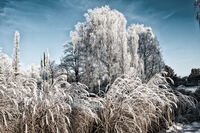 Naturfoto-Winter-13