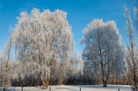 Naturfoto-Winter-15