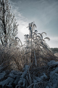 Naturfoto-Winter-19