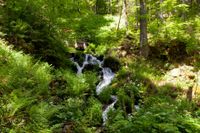 Schwarzwald 24.05.2022 Steinwasenpark Buselbachwasserfall Haldenb&auml;chle Wasserfall-21