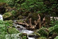 Schwarzwald 24.05.2022 Steinwasenpark Buselbachwasserfall Haldenb&auml;chle Wasserfall-9